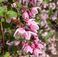 Żylistek Mont Rose Deutzia x hybrida 1l