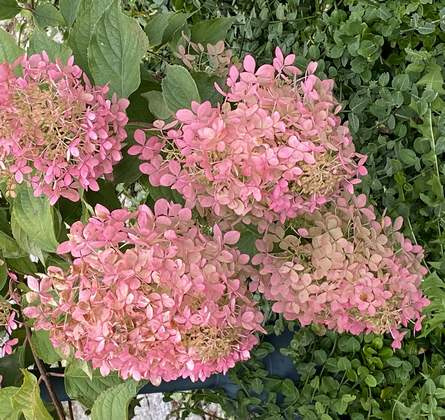 Hortensja bukietowa Phantom Hydrangea Paniculata 1l