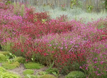 Goździk kropkowany C. czerwony Dianthus deltoides 9