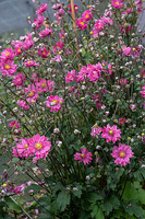 Zawilec Garden Breeze Rosy Red Anemone Hybrida 