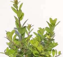 Ostrokrzew karbowanolistny Golden gem Ilex crenata 1l