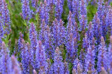 Szałwia omszona Blauhügel Salvia nemorosa