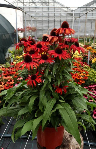 Jeżówka Fountain Red Echinacea 9