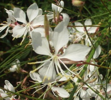 Gaura Gaura lindheimeri