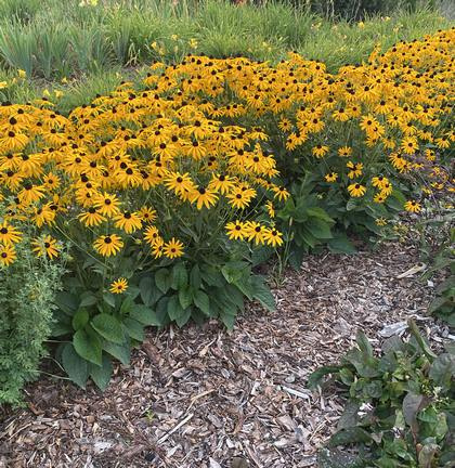 Rudbekia Błyskotliwa Goldstrum Rudbeckia Fulgida 9