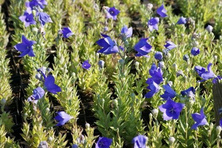 Rozwar wielkokwiatowy Astra Blue Platycodon grandiflorus