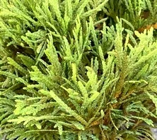 Żywotnik Zachodni Little Gem Thuja Occidentalis 2-3l 