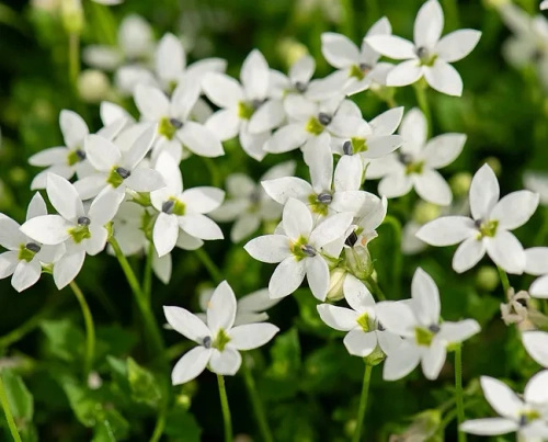 Izotoma nadwodna Alba Isotoma fluviatilis