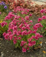 Aster nowobelgijski Andenken am Alma Pötschke Aster novi-belgii 1l
