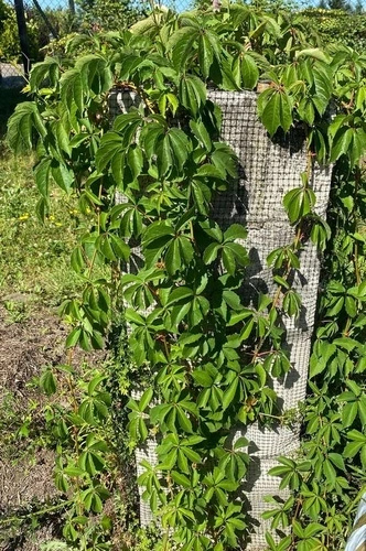 Winobluszcz pięciolistkowy Parthenocissus quinquefolia 9