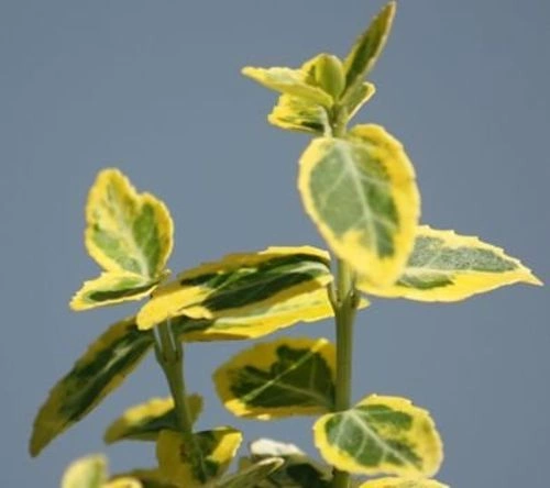 Trzmielina Fortunea Emerald'n Gold Euonymus Fortunei 1,5l