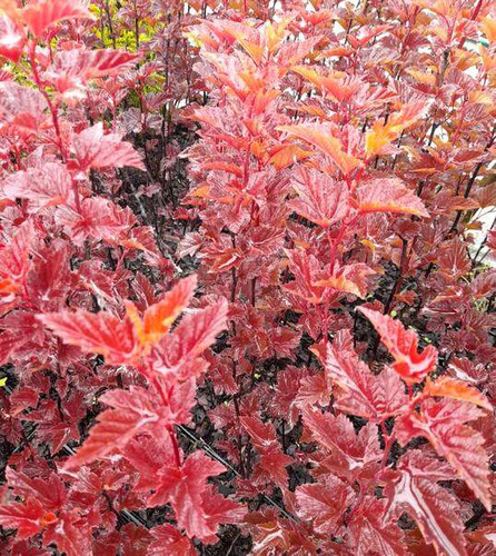 Pęcherznica kalinolistna Zdechovice Physocarpus opulifolius 1l