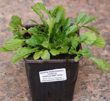 Mazus rozłogowy niebieskofioletowy Mazus reptans