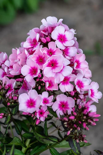 Floks, Płomyk Bright Eyes Phlox Paniculata