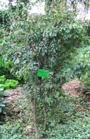 Enkiant Dzwonkowaty Enkianthus campanulatus 0,5 - 1l