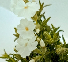 Floks szydlasty Maischnee Phlox subulata 9