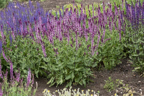 Szałwia omszona Caradonna Pink Salvia nemorosa 9