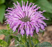 Pysznogłówka Sugar Buzz Blue Moon Monarda 9