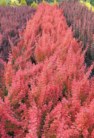 Berberys Thunberga Venice® Berberis Thunbergii 1l