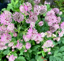 Jarzmianka większa Cerise Button Astrantia Major 9-1l
