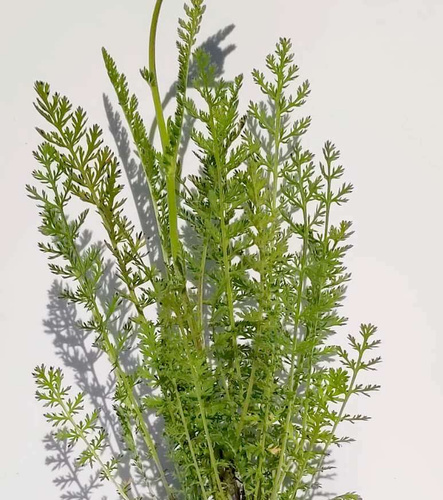 Krwawnik Credo Achillea 1l