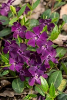 Barwinek pospolity Atropurpurea Vinca Minor