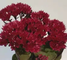 Rozchodnik Thunderhead Sedum