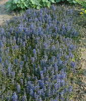 Dąbrówka rozłogowa Chocolate Chip Ajuga Reptans