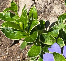 Barwinek pospolity Ralph Shugart Vinca minor