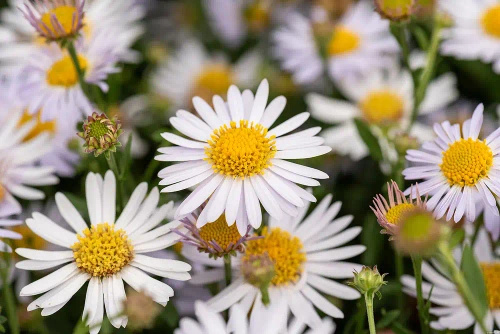 Aster letni Kalimeris wciętolistna Madiva Kalimeris incisa