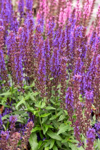 Szałwia omszona Noche Salvia nemorosa