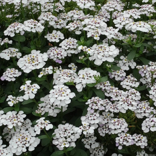 Ubiorek wiecznie zielony Masterpiece Iberis sempervirens