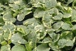 Dąbrówka rozłogowa Variegata Ajuga Reptans