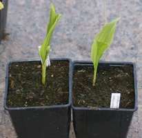 Konwalia majowa Rosea Convallaria majalis
