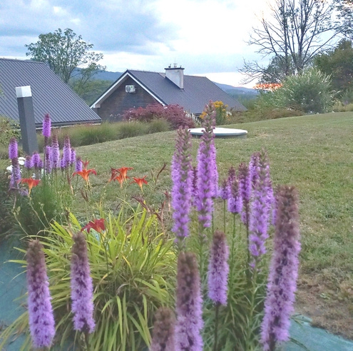 Liatra Kłosowa Liatris Spicata 0,5 - 1l 