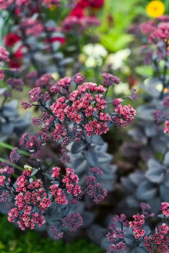 Rozchodnik wielki Oriental Dancer Sedum telephium