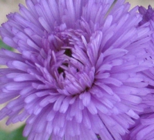 Przymiotno Okazałe Schone Blaue  Erigeron Speciosus 9