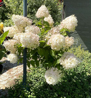 Hortensja bukietowa Phantom Hydrangea Paniculata 1l