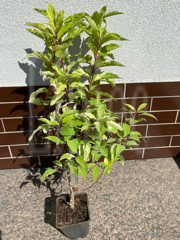 Hortensja bukietowa Shikoku Flash Hydrangea paniculata 1l