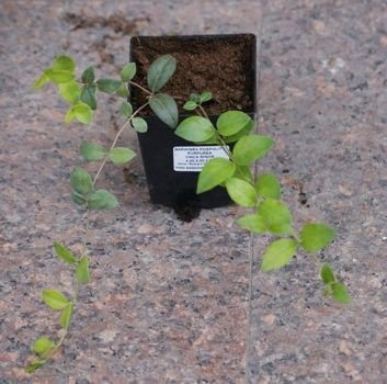 Barwinek pospolity Atropurpurea Vinca Minor