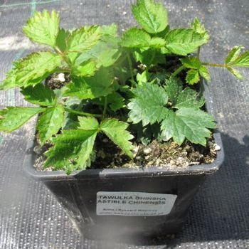 Tawułka chińska Astilbe chinensiss var. Pumila