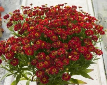 Dzielżan Jesienny Ranchera Helenium Autumnale 1l