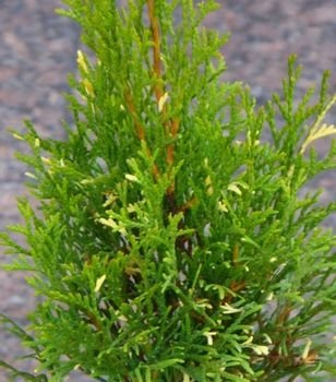 Żywotnik zachodni Smaragd Variegata Thuja occidentalis 1l