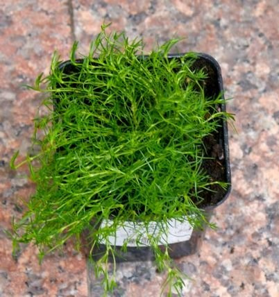 Karmnik ościsty Green Moos Sagina subulata 9