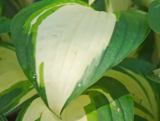 Funkia Vulcan Hosta 1l