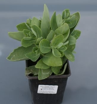 Rozchodnik wielki Herbstfreude Sedum telephium