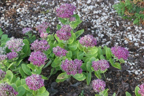 Rozchodnik Hot Stuff Sedum