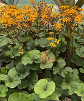 Języczka pomarańczowa Othello Ligularia dentata1l