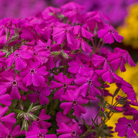 Floks Szydlasty Spring Hot Pink Phlox subulata 9