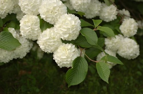 Kalina japońska Popcorn Viburnum plicatum 1ll